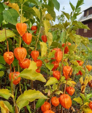 Physalis veya Çin Fener Bitki bahçede büyüyor. Physalis alkekengi sonbaharda çiçek