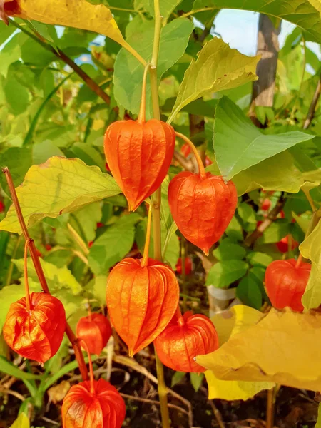 Physalis Planta Linterna China Que Crece Jardín Physalis Alkekengi Flores — Foto de Stock