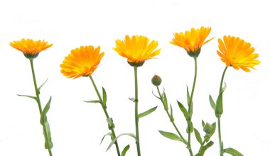 Marigold çiçekleri calendula officinalis beyaz arka planda izole edilmiştir. Açan portakal bahçesi çiçekleri.