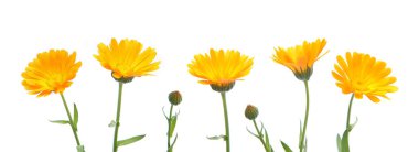 Marigold çiçekleri calendula officinalis beyaz arka planda izole edilmiştir. Açan portakal bahçesi çiçekleri.