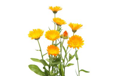 Marigold çiçekleri calendula officinalis beyaz arka planda izole edilmiştir. Açan portakal bahçesi çiçekleri.