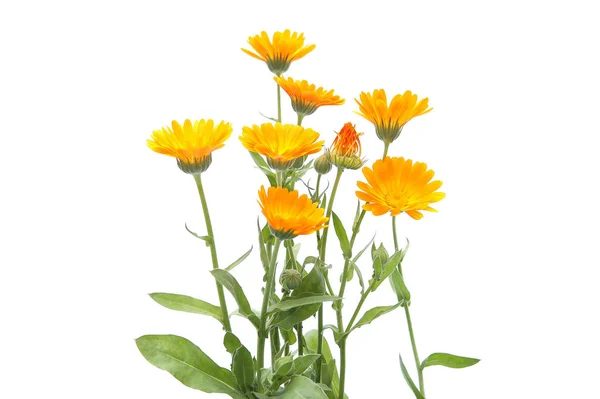 Galbenele Flori Calendula Officinalis Izolate Fundal Alb Flori Gradina Portocalie — Fotografie, imagine de stoc