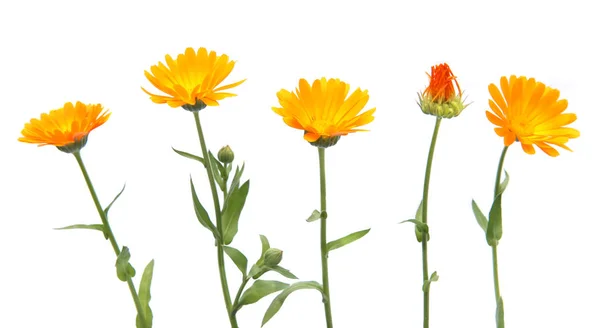 Flores Caléndula Officinalis Caléndula Aislado Sobre Fondo Blanco Flores Jardín —  Fotos de Stock