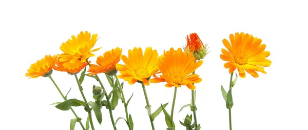 Flores Caléndula Officinalis Caléndula Aislado Sobre Fondo Blanco Flores Jardín —  Fotos de Stock