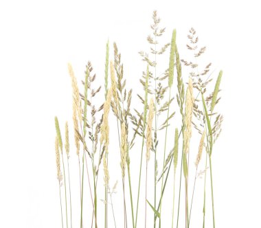 Wild ripe herbs grass and twigs isolated on white background. Summer cereal wild meadow plants clipart