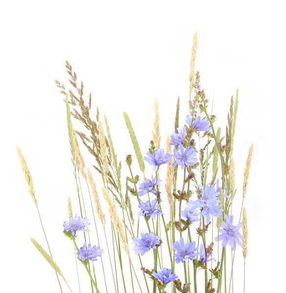 Divoká Modrá Čekanka Bylinková Tráva Izolované Bílém Pozadí Letní Luční — Stock fotografie