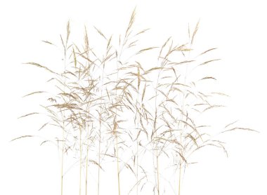 Agrostis beyaz arka planda izole edilmiş taze, eğilmiş çimenler. Dikenli çiçekler yabani çayır bitkileri