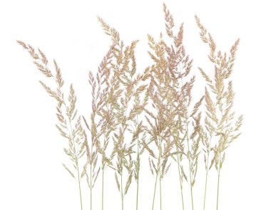 Agrostis beyaz arka planda izole edilmiş taze, eğilmiş çimenler. Dikenli çiçekler yabani çayır bitkileri