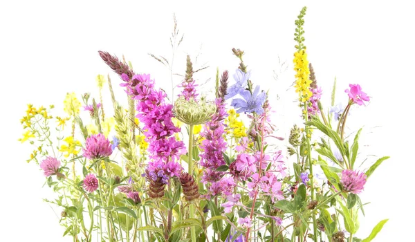 Bloeiende Wilde Gras Kruiden Geïsoleerd Witte Achtergrond Grasbloemen Wilde Bloemen — Stockfoto