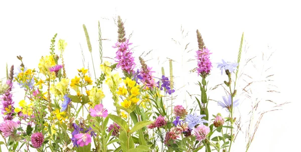 Kvetoucí Divoká Tráva Byliny Izolované Bílém Pozadí Hranice Lučních Květin — Stock fotografie