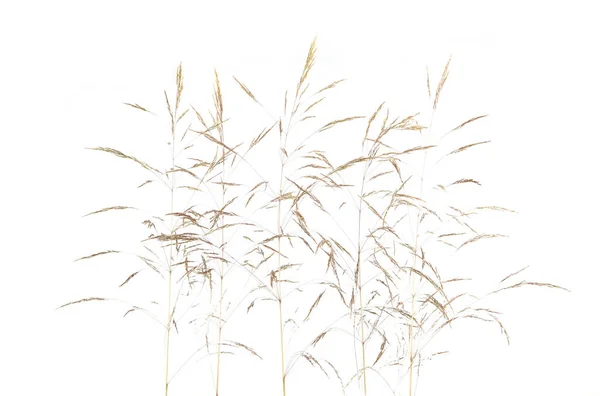 Grama Curvada Comum Fresca Agrostis Isolado Fundo Branco Spikelet Flores — Fotografia de Stock