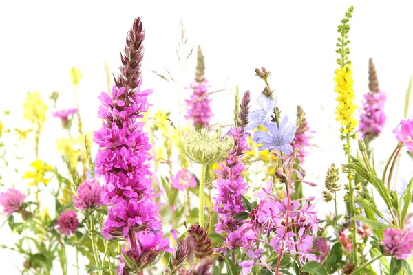 Bloeiende Wilde Gras Kruiden Geïsoleerd Witte Achtergrond Grasbloemen Wilde Bloemen — Stockfoto