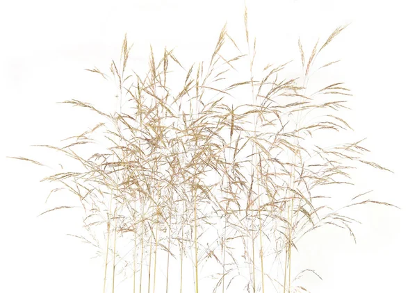 Grama Curvada Comum Fresca Agrostis Isolado Fundo Branco Spikelet Flores — Fotografia de Stock