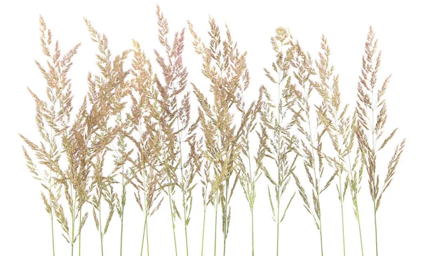 Erba Fresca Comune Piegato Agrostis Isolato Sfondo Bianco Spikelet Fiori — Foto Stock