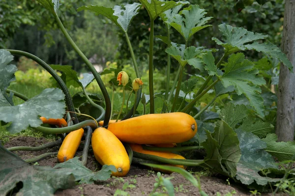 Zucchine Gialle Che Crescono Giardino Zucca Fatta Casa Con Fiori — Foto Stock