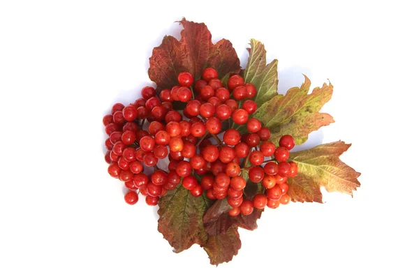 Βατόμουρα Viburnum Απομονωμένα Λευκό Φόντο Κόκκινα Φθινοπωρινά Μούρα Καλίνα Φύλλα — Φωτογραφία Αρχείου