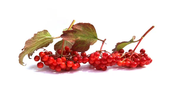 Viburnum Beeren Isoliert Auf Weißem Hintergrund Rote Herbst Kalina Beeren — Stockfoto