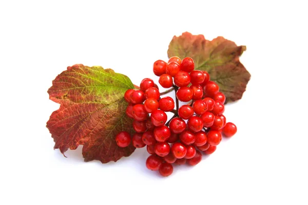 Viburnum Beeren Isoliert Auf Weißem Hintergrund Rote Herbst Kalina Beeren — Stockfoto