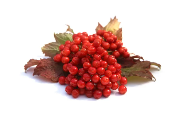 Viburnum Beeren Isoliert Auf Weißem Hintergrund Rote Herbst Kalina Beeren — Stockfoto