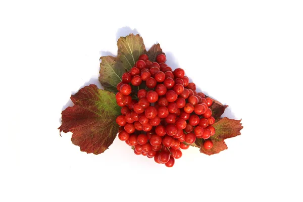 Viburnum Beeren Isoliert Auf Weißem Hintergrund Rote Herbst Kalina Beeren — Stockfoto