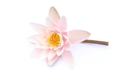 Nilüfer çiçeği beyaz arka planda izole edilmiş. Nilüfer çiçeği açıyor..