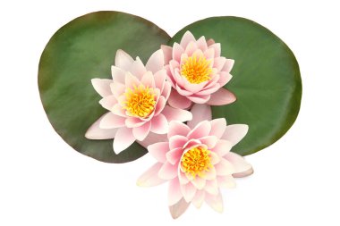 Beyaz arka planda yaprakları olan nilüferler. Nilüfer çiçekleri açıyor, yukarıdan..