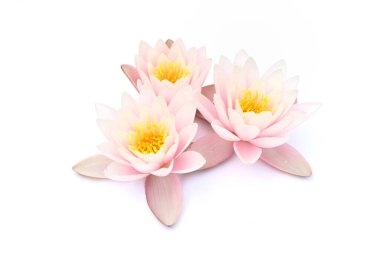 Beyaz arka planda izole edilmiş nilüferler. Nilüfer çiçekleri açıyor.