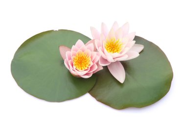 Beyaz arka planda yaprakları olan nilüferler. Nilüfer çiçekleri açıyor.