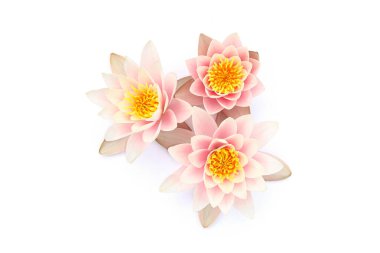 Beyaz arka planda izole edilmiş nilüferler. Nilüfer çiçekleri açıyor, yukarıdan..