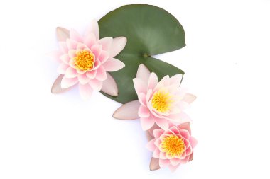 Beyaz arka planda yaprakları olan nilüferler. Nilüfer çiçekleri açıyor, yukarıdan..