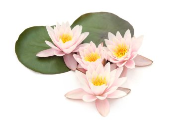 Beyaz arka planda yaprakları olan nilüferler. Nilüfer çiçekleri açıyor.