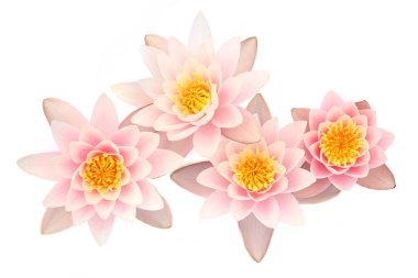 Beyaz arka planda izole edilmiş nilüferler. Nilüfer çiçekleri açıyor, yukarıdan..