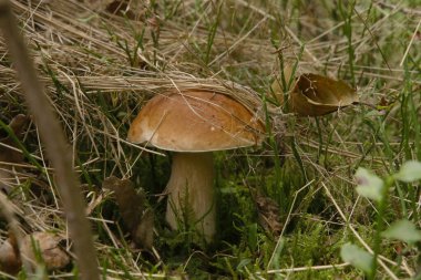 Ormanda doğal ortamda yetişen Boletus Edulis mantarı. Yosun içinde yenilebilir mantar yetişiyor..