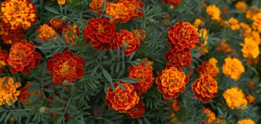 Sonbahar bahçesinde yetişen Fransız kadife çiçekleri. Kırmızı sarı renkte çiçekler çiçek tarhında patula. 