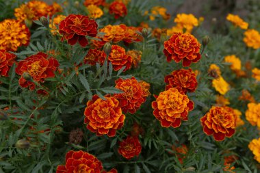 Sonbahar bahçesinde yetişen Fransız kadife çiçekleri. Kırmızı sarı renkte çiçekler çiçek tarhında patula. 