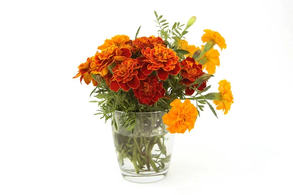 Buquê Flores Calêndula Francesas Vaso Vidro Isolado Fundo Branco Vermelho — Fotografia de Stock