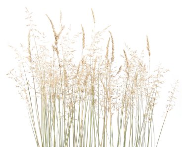 Soyut kuru ot çiçekleri, beyaz arka planda izole edilmiş otlar. Yaygın çim dikenli çim çiçekleri vahşi çayır bitkileri.