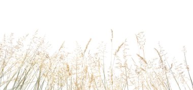 Soyut kuru ot çiçekleri, beyaz arka planda izole edilmiş otlar. Yaygın çim dikenli çim çiçekleri vahşi çayır bitkileri.