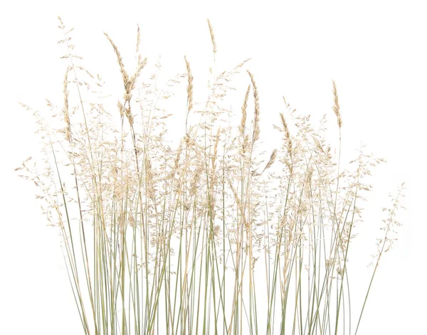 Abstract Droge Gras Bloemen Kruiden Geïsoleerd Witte Achtergrond Veel Voorkomende — Stockfoto