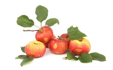 Beyaz arka planda yaprakları olan elma meyveleri. Kırmızı organik rustik elma yığını.