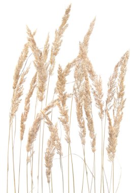 Beyaz arka planda kuru sazlıklar izole edilmiş. Soyut kuru çimen çiçekleri, otlar