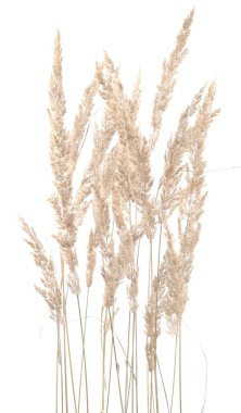 Beyaz arka planda kuru sazlıklar izole edilmiş. Soyut kuru çimen çiçekleri, otlar