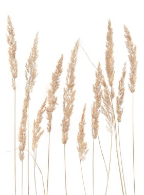 Beyaz arka planda kuru sazlıklar izole edilmiş. Soyut kuru çimen çiçekleri, otlar