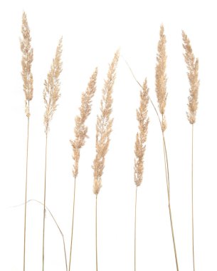 Beyaz arka planda kuru sazlıklar izole edilmiş. Soyut kuru çimen çiçekleri, otlar