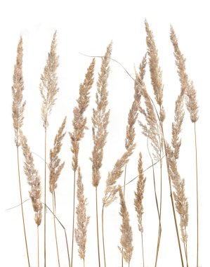 Beyaz arka planda kuru sazlıklar izole edilmiş. Soyut kuru çimen çiçekleri, otlar