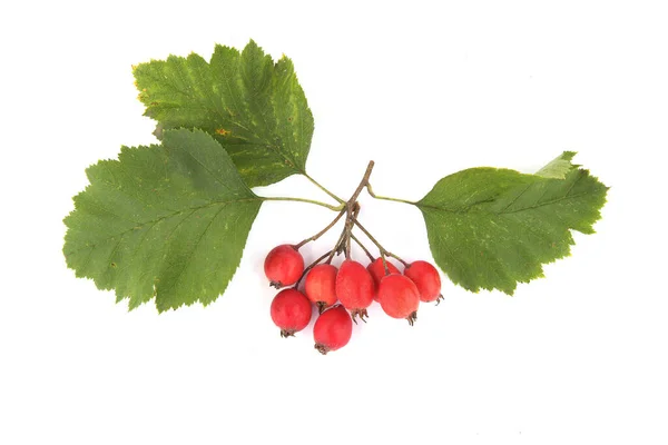 Weißdornbeeren Mit Blättern Auf Weißem Hintergrund Bündel Roter Früchte Von — Stockfoto