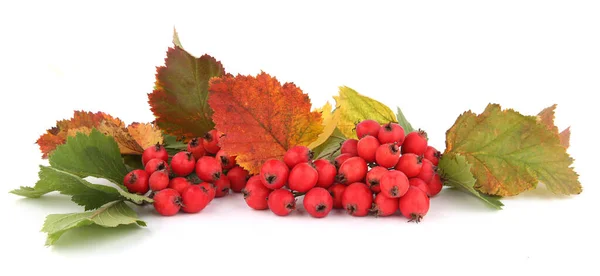Weißdornbeeren Mit Blättern Auf Weißem Hintergrund Bündel Roter Früchte Von — Stockfoto