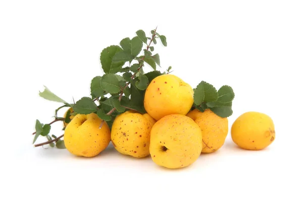 Frutos Chaenomeles Aislados Sobre Fondo Blanco Frutos Comestibles Maules Arbusto — Foto de Stock