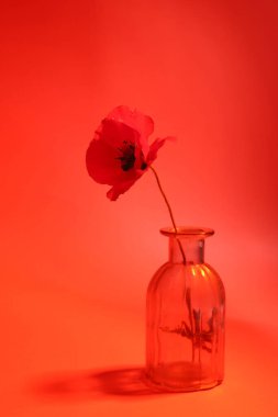 Kırmızı arka planda kırmızı haşhaş. Vazoda tek gelincik çiçeği.