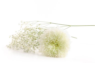 Beyaz kasımpatı ve beyaz arka planda izole edilmiş küçük beyaz çingene çiçekleri.